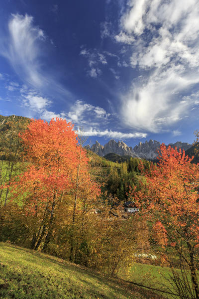 Red cherry trees in autumn color the landscape around St. Magdalena village. In the background the Odle Mountains. Val di Funes.