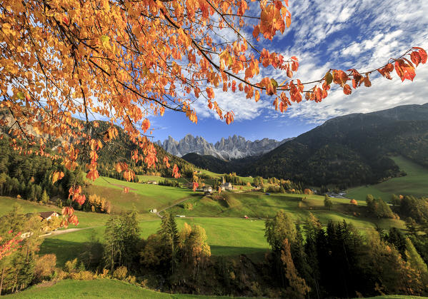 The autumn colors of a tree overlooking Val di Funes  and St. Magdalena village. In the background the Odle Mountains. Dolomites