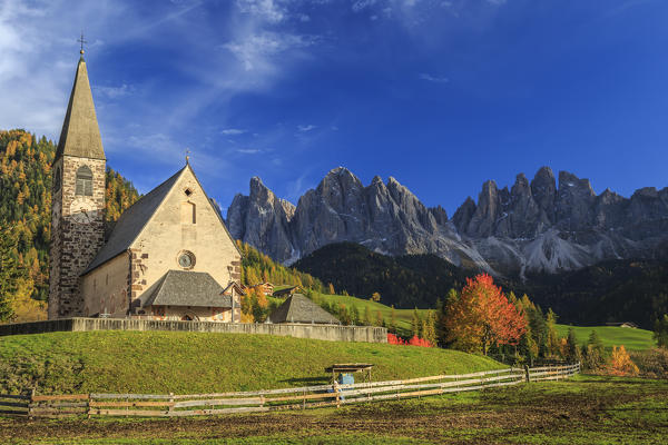 Church of St. Magdalena  immersed in the colors of autumn. In the background the Odle Mountains. Val di Funes. South Tyrol
