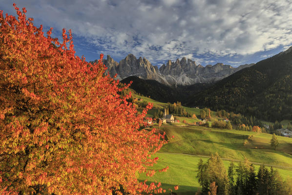 The autumn colors of a tree overlooking Val di Funes  and St. Magdalena village. In the background the Odle Mountains. Dolomites