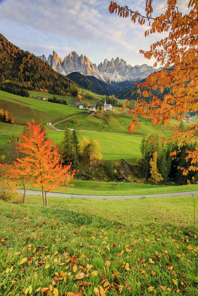 Red cherry trees in autumn color the country road around St.Magdalena village. In the background the Odle Mountains. Funes Valley South Tyrol Trentino Alto Adige Italy Europe
