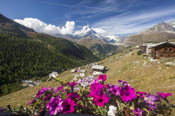 Colorful flowers and mountain huts in the background the Matterhorn. Zermatt Canton of Valais Pennine Alps Switzerland Europe