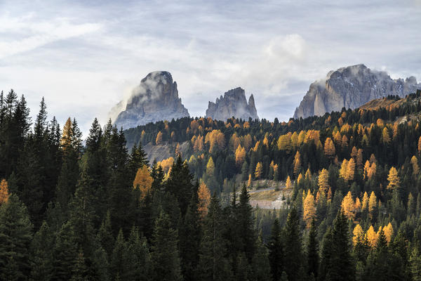Colorful woods in autumn around Sassopiatto and Sassolungo. Dolomites Trentino Alto Adige Italy Europe