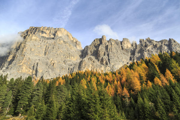 Colorful woods in autumn at Sella Pass. Dolomites Fassa Valley Trentino Alto Adige Italy Europe