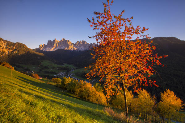 Colorful trees frame the group of Odle and the village of St. Magdalena at sunset Funes Valley South Tyrol Dolomites Italy