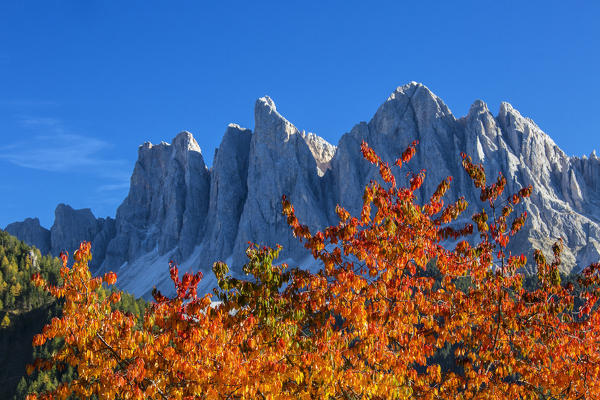Colorful autumn trees frame the group of Odle. St. Magdalena Funes Valley South Tyrol Dolomites Italy Europe