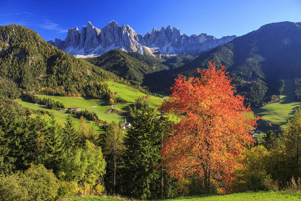 Colorful autumn trees frame the group of Odle and the village of St. Magdalena Funes Valley South Tyrol Dolomites Italy Europe