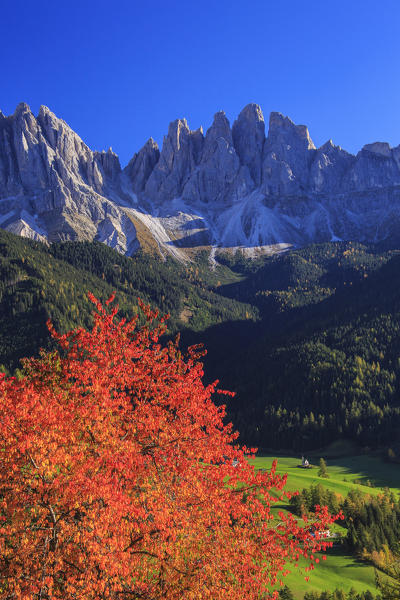 Colorful autumn trees frame the group of Odle. St. Magdalena Funes Valley South Tyrol Dolomites Italy Europe