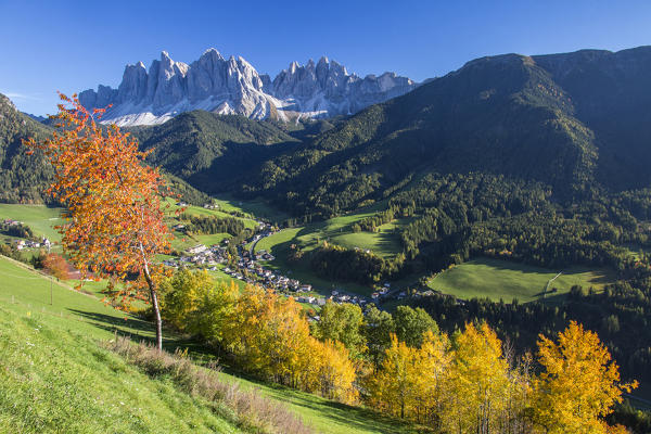 Colorful autumn trees frame the group of Odle and the village of St. Magdalena Funes Valley South Tyrol Dolomites Italy Europe