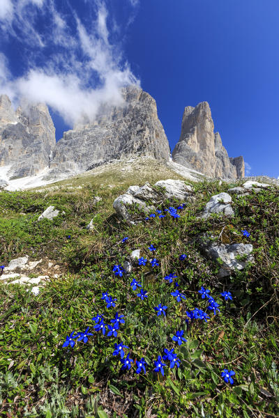 Gentians bloom around the Three Peaks of Lavaredo. Sesto Dolomites Trentino Alto Adige Italy Europe