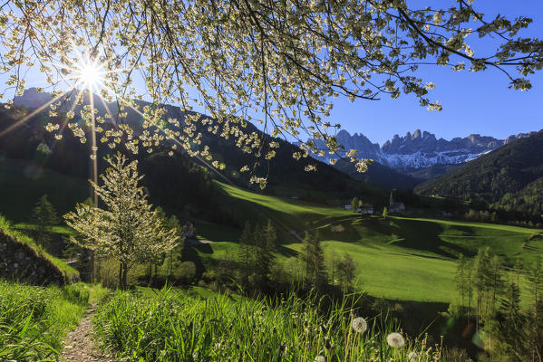 Flowering frames the village of St. Magdalena and the Odle group. Funes Valley South Tyrol Dolomites Italy Europe