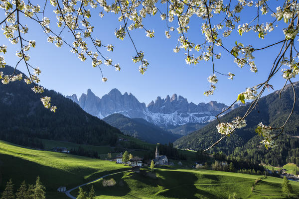 Flowering frames the village of St. Magdalena and  the Odle group. Funes Valley South Tyrol Dolomites Italy Europe