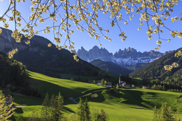 Flowering frames the village of St. Magdalena and  the Odle group. Funes Valley South Tyrol Dolomites Italy Europe