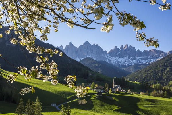 Flowering frames the village of St. Magdalena and  the Odle group. Funes Valley South Tyrol Dolomites Italy Europe