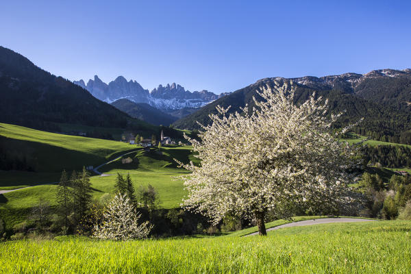 Flowering frames the village of St. Magdalena and  the Odle group. Funes Valley South Tyrol Dolomites Italy Europe