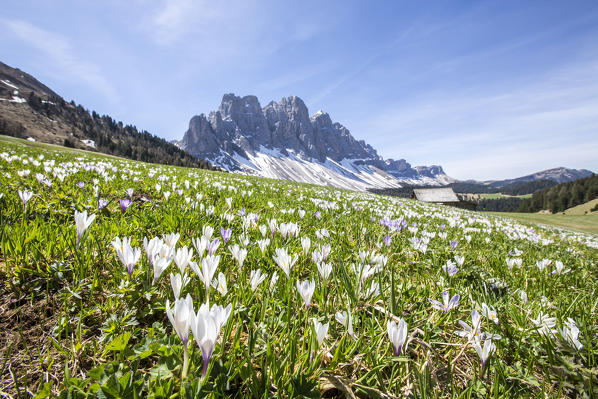 Flowers bloom on the meadows at the foot of the Odle. Malga Gampen Funes Valley. South Tyrol Dolomites Italy Europe