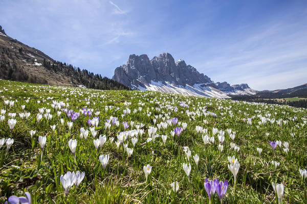 Flowers bloom on the meadows at the foot of the Odle. Malga Gampen Funes Valley. South Tyrol Dolomites Italy Europe