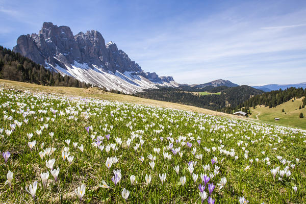 Flowers bloom on the meadows at the foot of the Odle. Malga Gampen Funes Valley. South Tyrol Dolomites Italy Europe