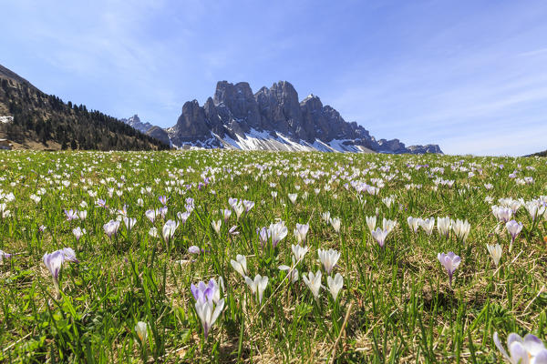Flowers bloom on the meadows at the foot of the Odle. Malga Gampen Funes Valley. South Tyrol Dolomites Italy Europe