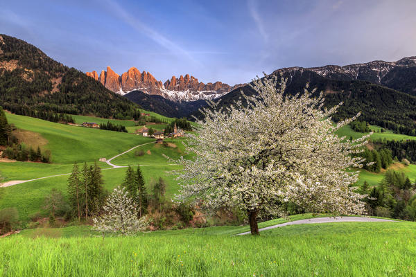 Flowering frames the village of St. Magdalena and  the Odle group. Funes Valley South Tyrol Dolomites Italy Europe