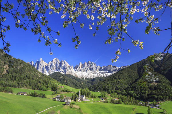 Flowering frames the village of St. Magdalena and  the Odle group. Funes Valley South Tyrol Dolomites Italy Europe