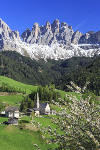 Flowering frames the village of St. Magdalena and the Odle group. Funes Valley South Tyrol Dolomites Italy Europe