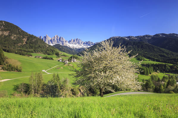 Flowering frames the village of St. Magdalena and  the Odle group. Funes Valley South Tyrol Dolomites Italy Europe