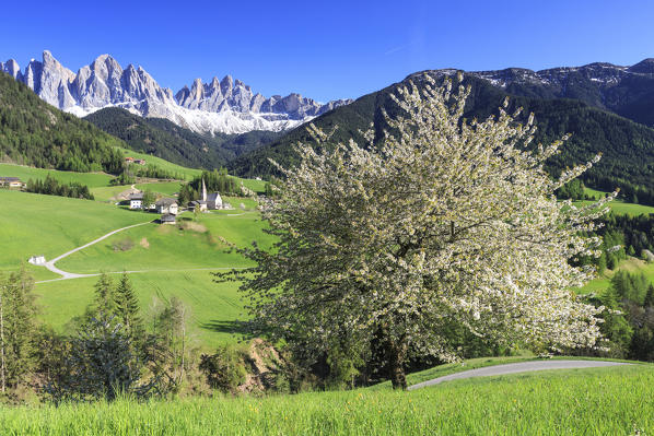 Flowering frames the village of St. Magdalena and  the Odle group. Funes Valley South Tyrol Dolomites Italy Europe