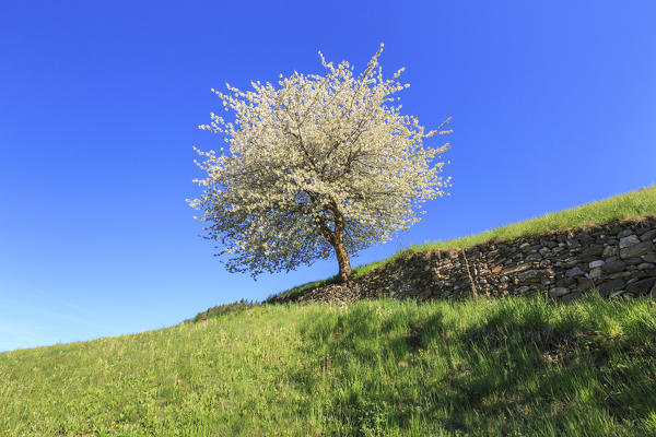 Flowering tree surrounded by green meadows of Funes Valley. South Tyrol Dolomites Italy Europe