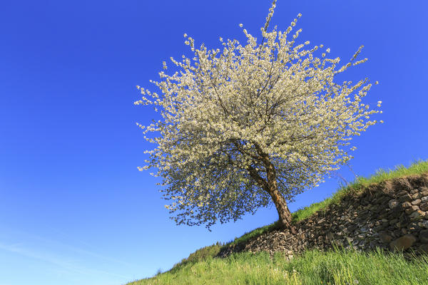 Flowering tree surrounded by green meadows of Funes Valley. South Tyrol Dolomites Italy Europe