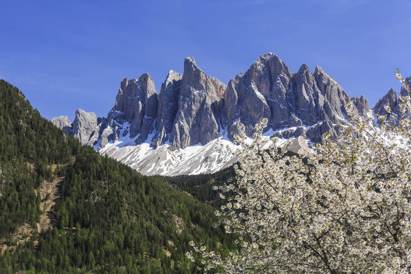 The Odle in background enhanced by flowering trees . Funes Valley. South Tyrol Dolomites Italy Europe