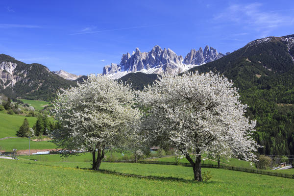 The Odle in background enhanced by flowering trees . Funes Valley. South Tyrol Dolomites Italy Europe