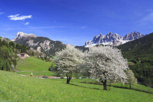 The Odle in background enhanced by flowering trees. Funes Valley. South Tyrol Dolomites Italy Europe