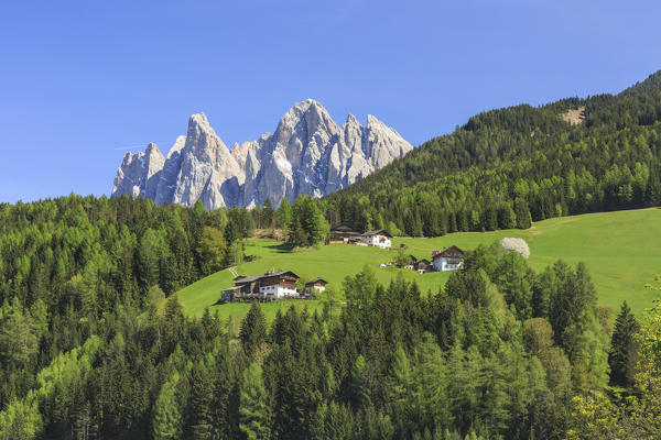 The Odle in background enhanced by green woods Funes Valley. South Tyrol Dolomites Italy Europe