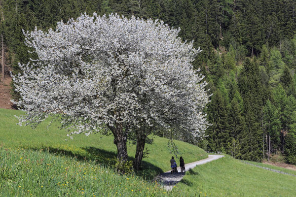 Tourists walk among flowering trees and green meadows. Funes Valley. South Tyrol Dolomites Italy Europe