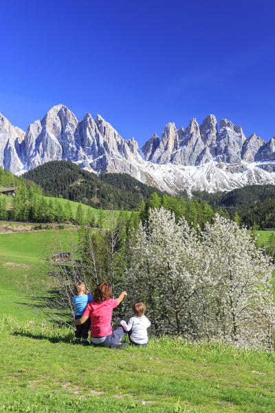 A family on green meadows admires the flowering trees at the foot of Odle Funes Valley South Tyrol Dolomites Italy Europe