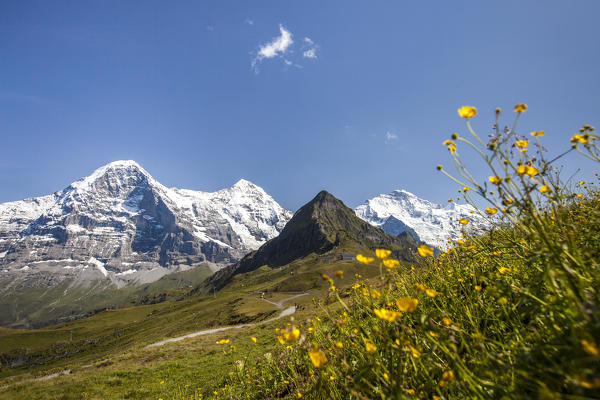 Yellow flowers framing Mount Eiger Mannlichen Grindelwald Bernese Oberland Canton of Berne Switzerland Europe