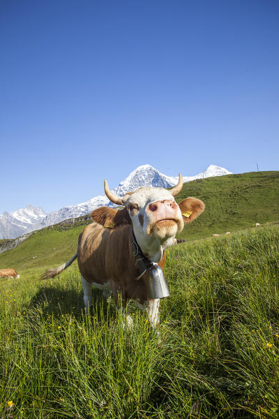 Cow in the pastures of  Mannlichen Grindelwald Bernese Oberland Canton of Berne Switzerland Europe