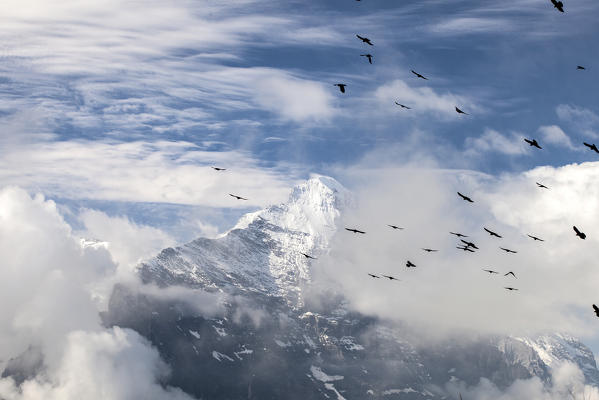 Birds flying over Mount Eiger First Grindelwald  Bernese Oberland Canton of Berne Switzerland Europe