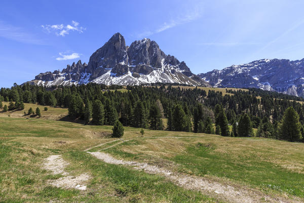 Sass de Putia in background enriched by green woods. Passo delle Erbe. Puez Odle South Tyrol Dolomites Italy Europe