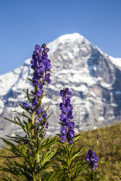 Aconito Napello flowers framing Mount Eiger Mannlichen Grindelwald Bernese Oberland Canton of Berne Switzerland Europe