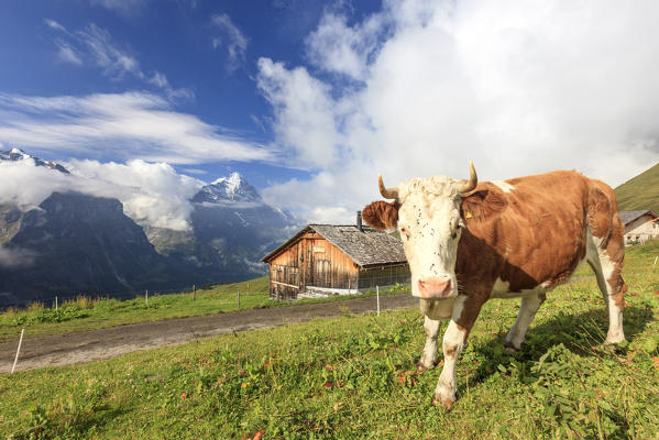Cow in the pastures of First Grindelwald Bernese Oberland Canton of Berne Switzerland Europe