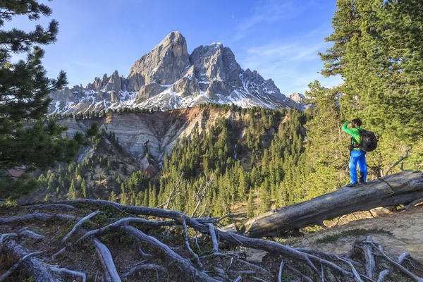 Hiker in the woods admires Sass De Putia. Passo delle Erbe.  Puez Odle South Tyrol Dolomites Italy Europe