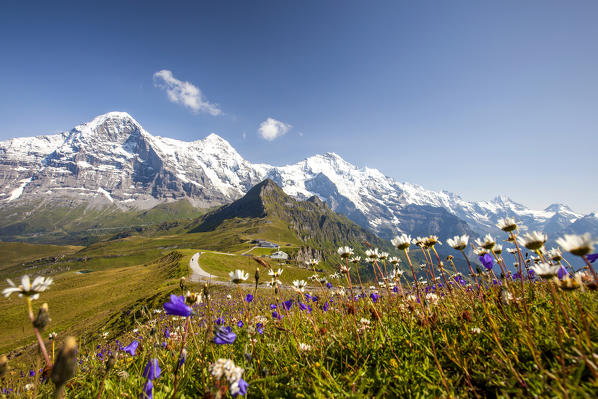 Colorful flowers framing Mount Eiger Mannlichen Grindelwald Bernese Oberland Canton of Berne Switzerland Europe