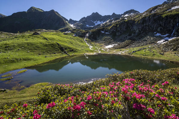 Rhododendrons and lakes Porcile Tartano Valley Orobie Alps Lombardy Italy Europe