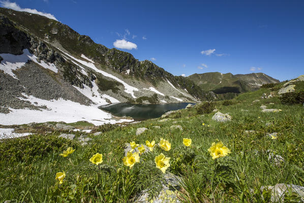 Yellow Anemones and lakes Porcile Tartano Valley Orobie Alps Lombardy Italy Europe