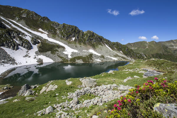 Rhododendrons and lakes Porcile Tartano Valley Orobie Alps Lombardy Italy Europe