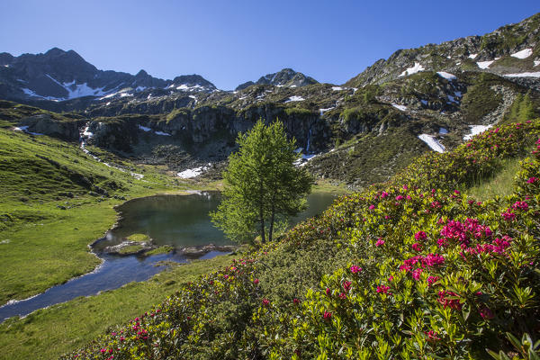 Rhododendrons and lakes Porcile Tartano Valley Orobie Alps Lombardy Italy Europe