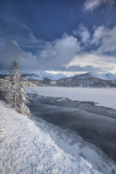 Snowy trees on the shore of the frozen Lake Sils Upper Engadine Canton of Grisons Switzerland Europe