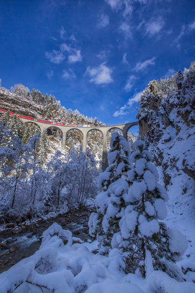 Bernina Express passes through the snowy woods Filisur Canton of Grisons Switzerland Europe